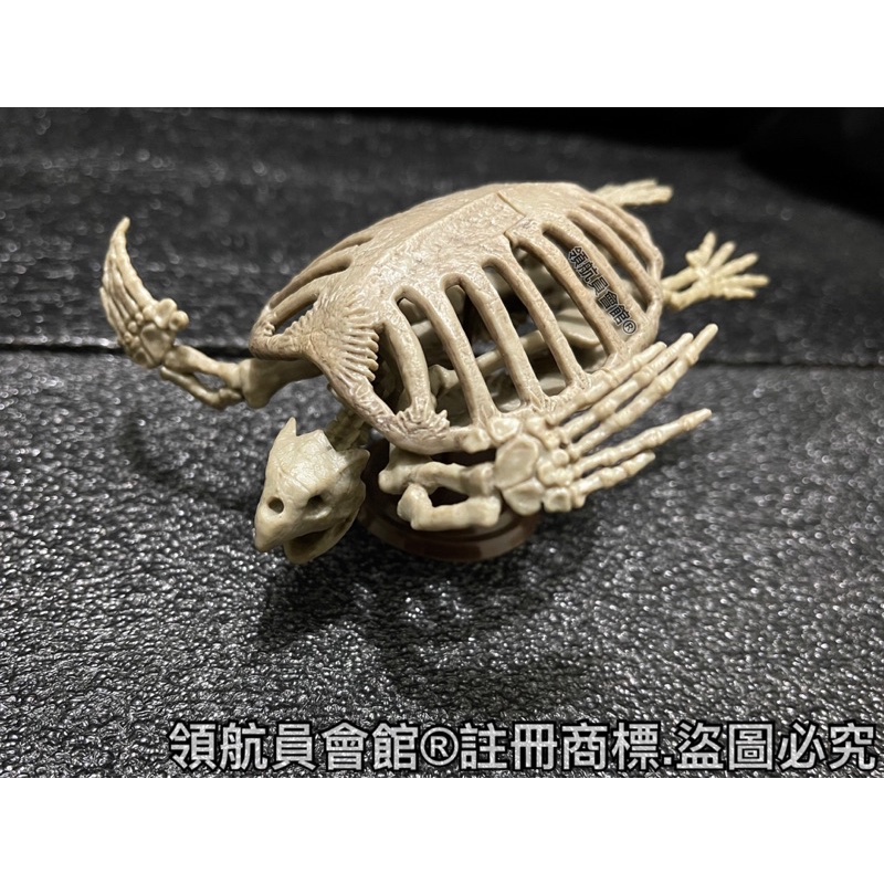 【領航員會館】日本SO-TA 1/35博物模型俱樂部 貳-古巨龜篇 灰色 扭蛋 轉蛋 恐龍 骨頭 標本 骨骼骷髏頭 烏龜
