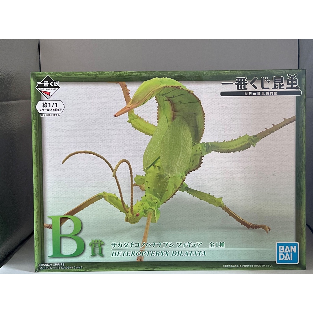 一番賞 昆蟲 世界的昆蟲博物館 B賞 巨扁竹節蟲 全新