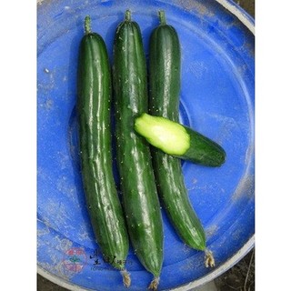 【萌田種子~】K57 NO.123 小黃瓜種子80粒 冠軍品種 小胡瓜 胡瓜種子 小黃瓜種子~