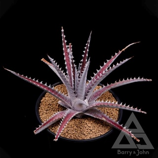 ｜亞利桑那沙漠鳳梨｜Dyckia Arizona｜