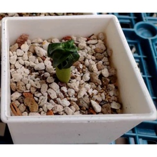 3寸盆 羊角沙漠玫瑰 DHA Medusa/Arabicum/PPL/KHZ 塊根植物 多肉植物 綠化植物 室內植物