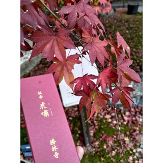 [禾日選香⛩️京都 勝林寺] 虎嘯 白檀香 完整盒裝 毘沙門堂 松榮堂出品 京都限定