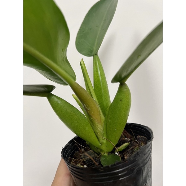 泡泡 蔓綠絨 Philodendron martianum  雨林 觀葉 斑葉 網紅 IG 室內 植物 小李植栽