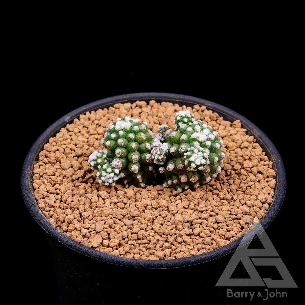 ｜明日香姬｜雪球 仙人掌｜M. gracilis arizona snowcap｜