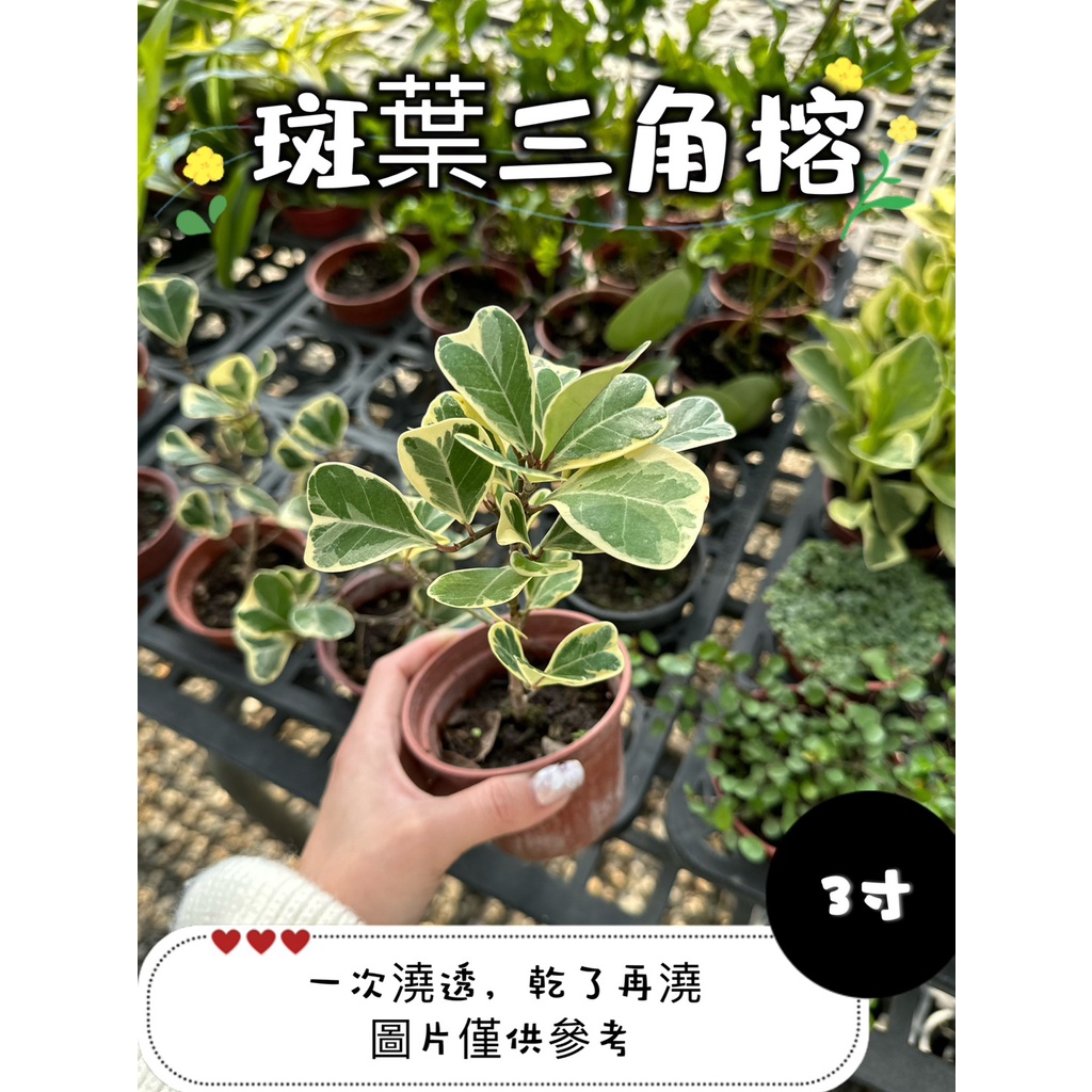 🪴【植入你心❦】斑葉三角榕-觀葉植物-3吋盆-定價70特價60