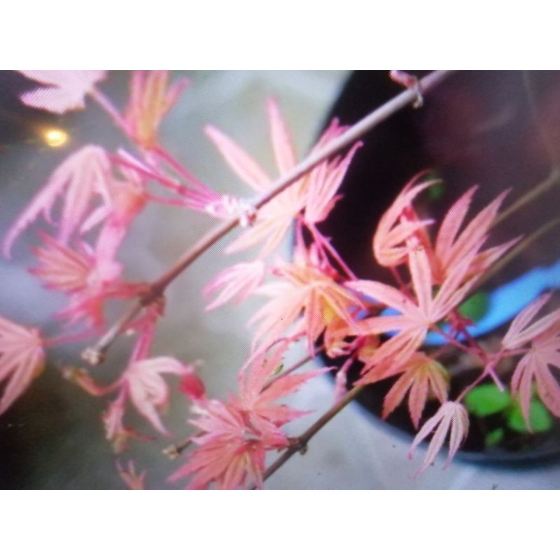 特殊少見的日本品種紅楓樹槭樹小品造型盆栽名字叫藝者也瘋狂，全年大部分都是紅色葉帶黑色紋路，2800元超商取貨免運費好種植
