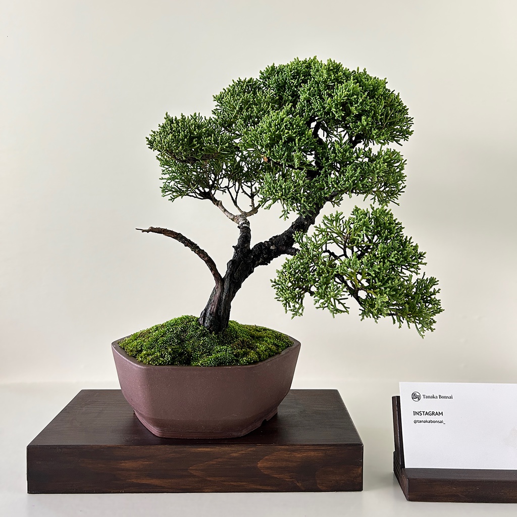 紀州真柏（特大盆栽）インテリア用 紀州真柏 (大品盆栽)