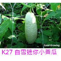 【萌田種子~】K27 白雪迷你小黃瓜種子10公克 , 優良品種 , 口感爽脆多汁 , 每包190元~