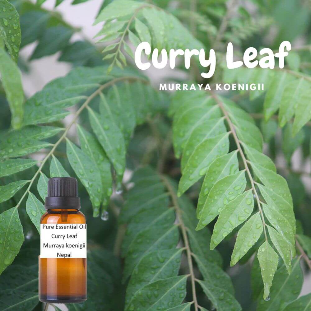100% -有機等級 咖哩葉 純精油 Curry Leaf Pure Essential Oil