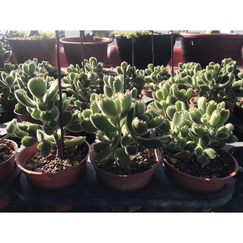 多肉植物熊童子大顆多分枝 1元 顆 主枝已木質化 蝦皮購物