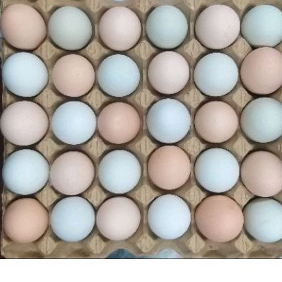 【田庄小農】（ 綜合彩色雞蛋），土雞蛋，烏骨雞蛋  《牛樟芝》餵養的機能養生雞蛋