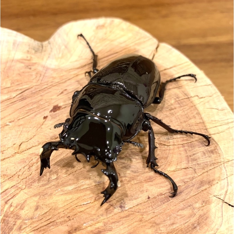 非洲大黑艷鍬形蟲/73mm單公成蟲/可移動模型