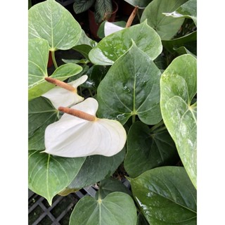 婚紗 火鶴 / 5吋/ 6吋～🦩多年生常綠室內空氣淨化開花植物⋯