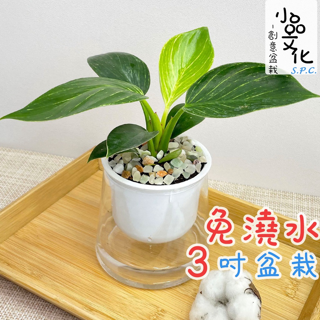 【小品文化】鉑金鑽蔓綠絨【現貨】3吋山形免澆水盆栽 室內植物 辦公室盆栽 懶人盆栽 水培植物 水培盆栽 植栽