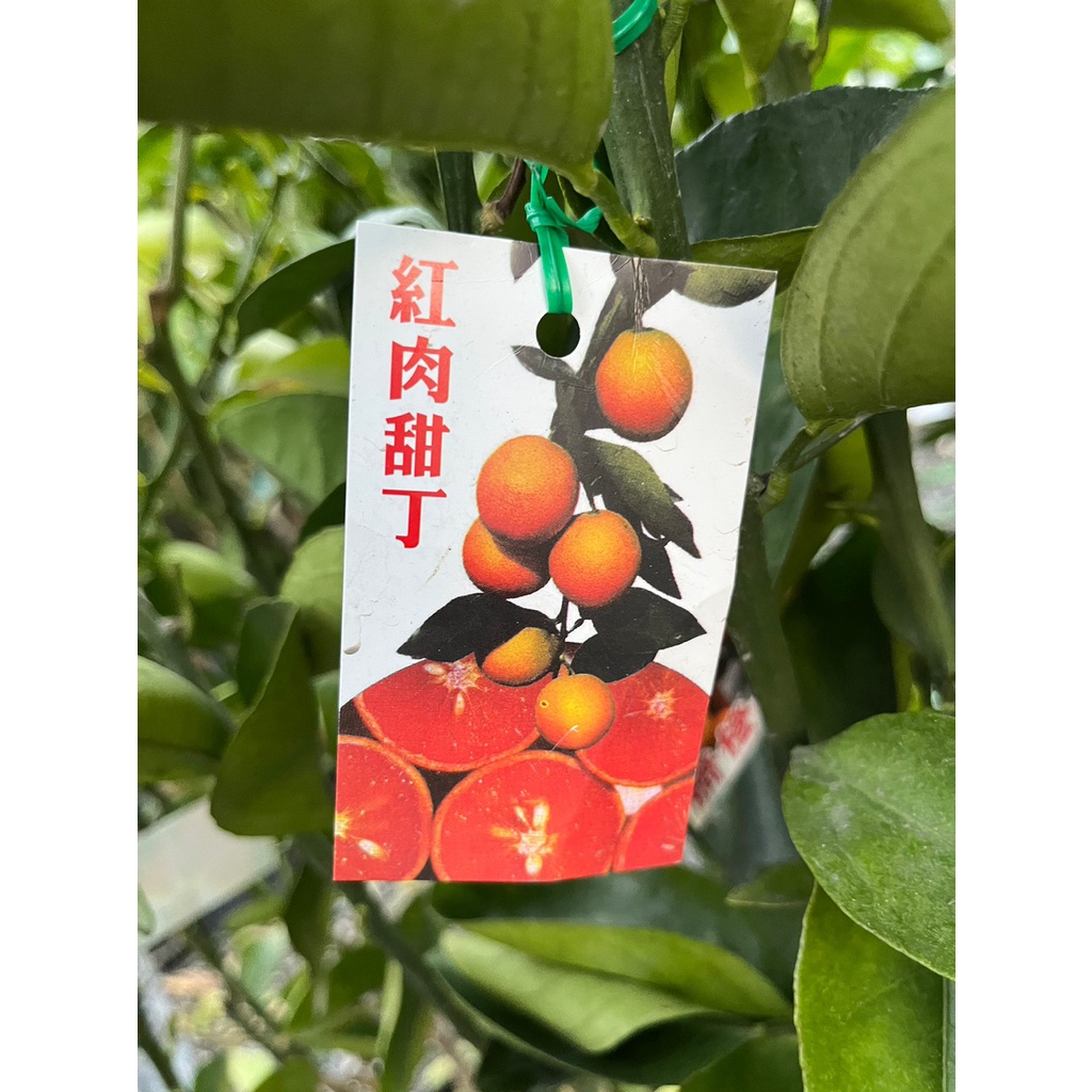 植系青屬-紅肉丁/紅肉柳丁/紅肉甜丁/嫁接苗/水果苗/四吋黑軟盆