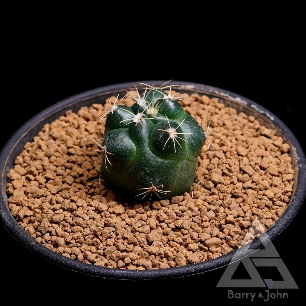 ｜大疣象牙丸｜仙人掌｜Coryphantha Elephantidenslem｜