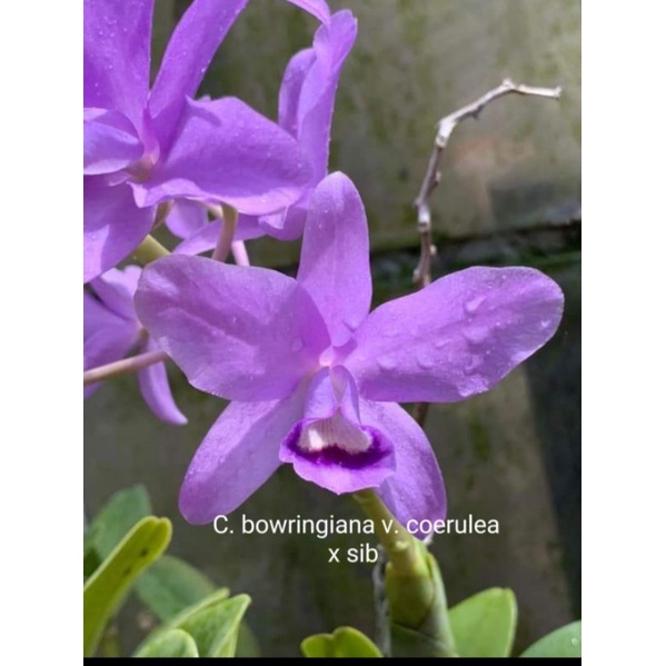 上賓蘭園 C.bowringiana var coerulea x sib 藍花 原生種 嘉德 卡特