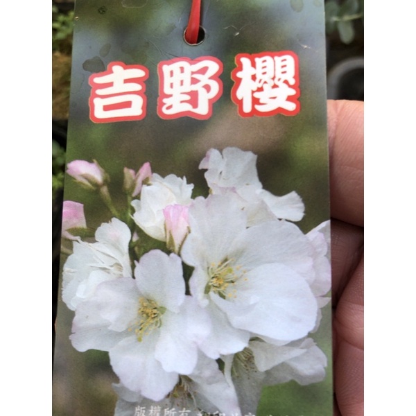 日本櫻花  吉野櫻/4吋苗植袋～多年生落葉開花喬木⋯