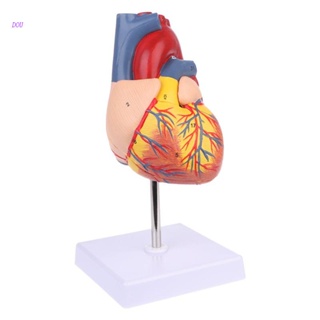 Dou拆機解剖人體心臟模型解剖醫學教學工具