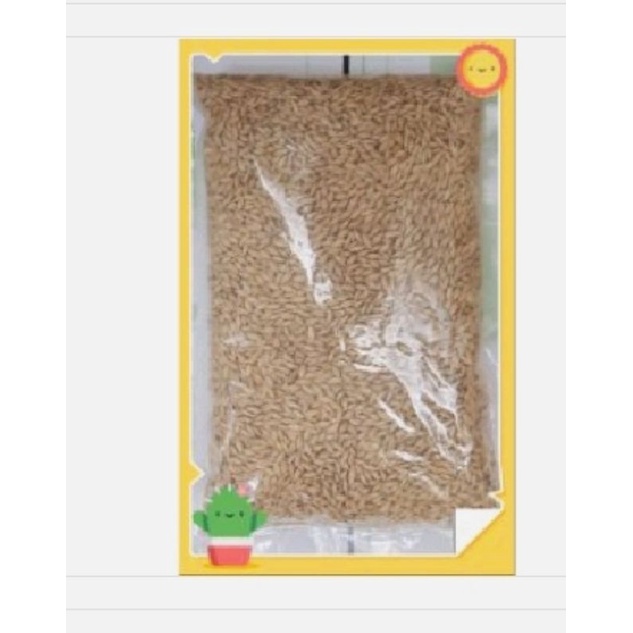 *LILI小舖 貓草種子 小麥草種子3公斤加大麥草種子1.5公斤