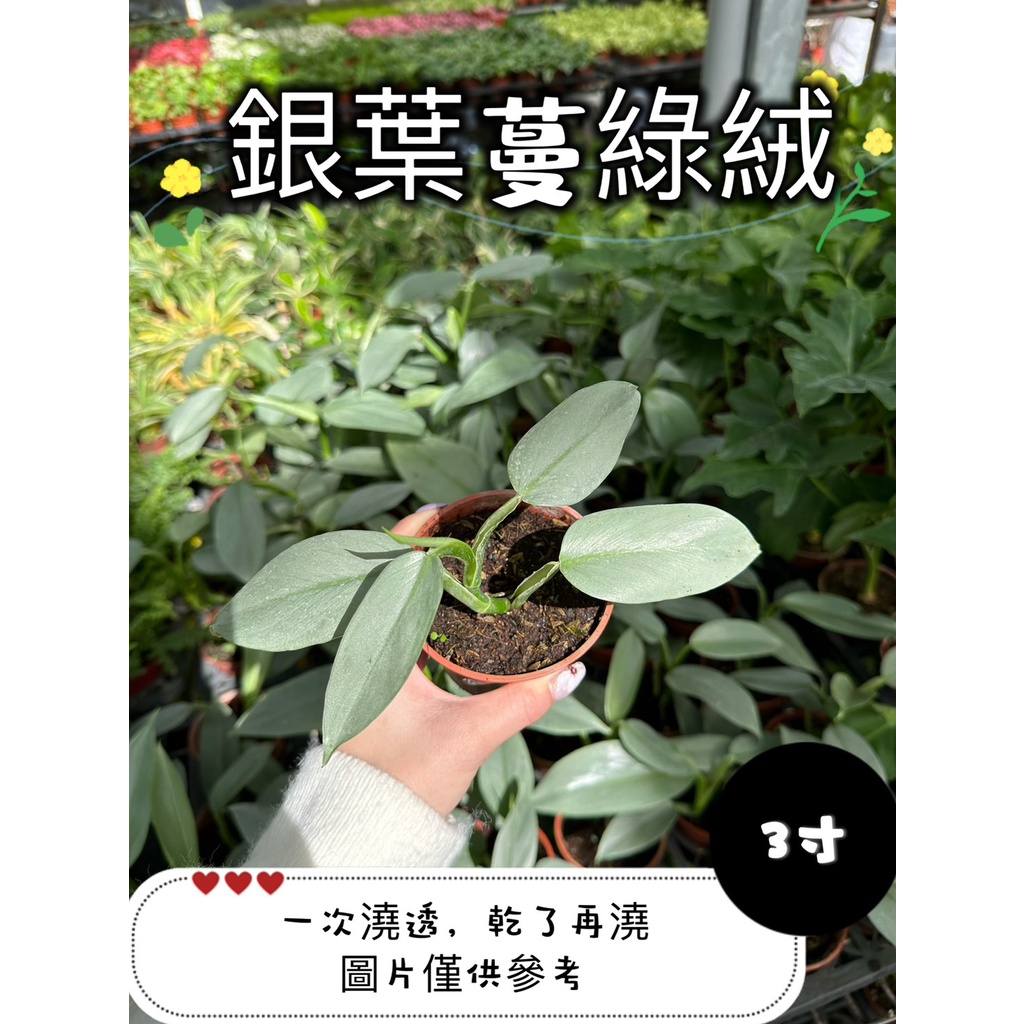 🪴【植入你心❦】銀葉蔓綠絨-銀色蔓綠絨-觀葉植物-3吋盆-定價60特價50