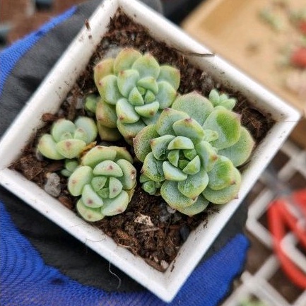 焦糖瑪奇朵多肉的價格推薦 23年2月 比價比個夠biggo