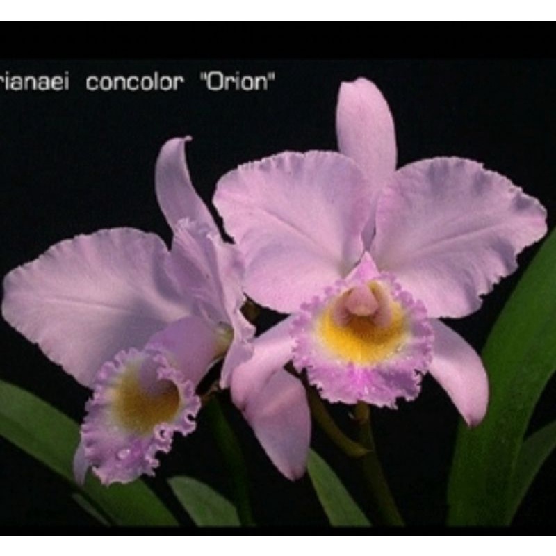上賓蘭園 C.trianaei f concolor "Orion" x sib