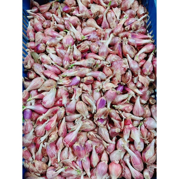 城禾農產🍃 紅蔥頭 台灣種 今年最新！ 人工篩選 紅蔥頭 珠蔥 珠蔥種子 紅蔥頭種子