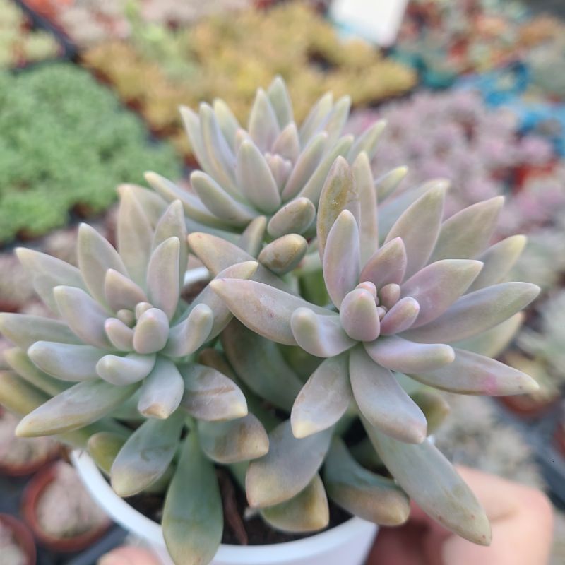 秋麗／穩根／蘭心花卉多肉園藝