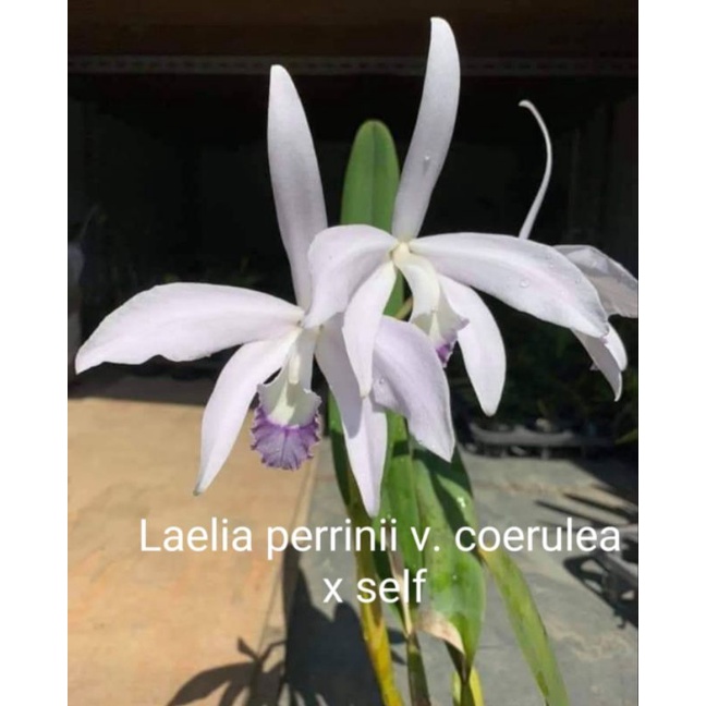 上賓蘭園 L.perrinii var coerulea x self 藍色佩里尼