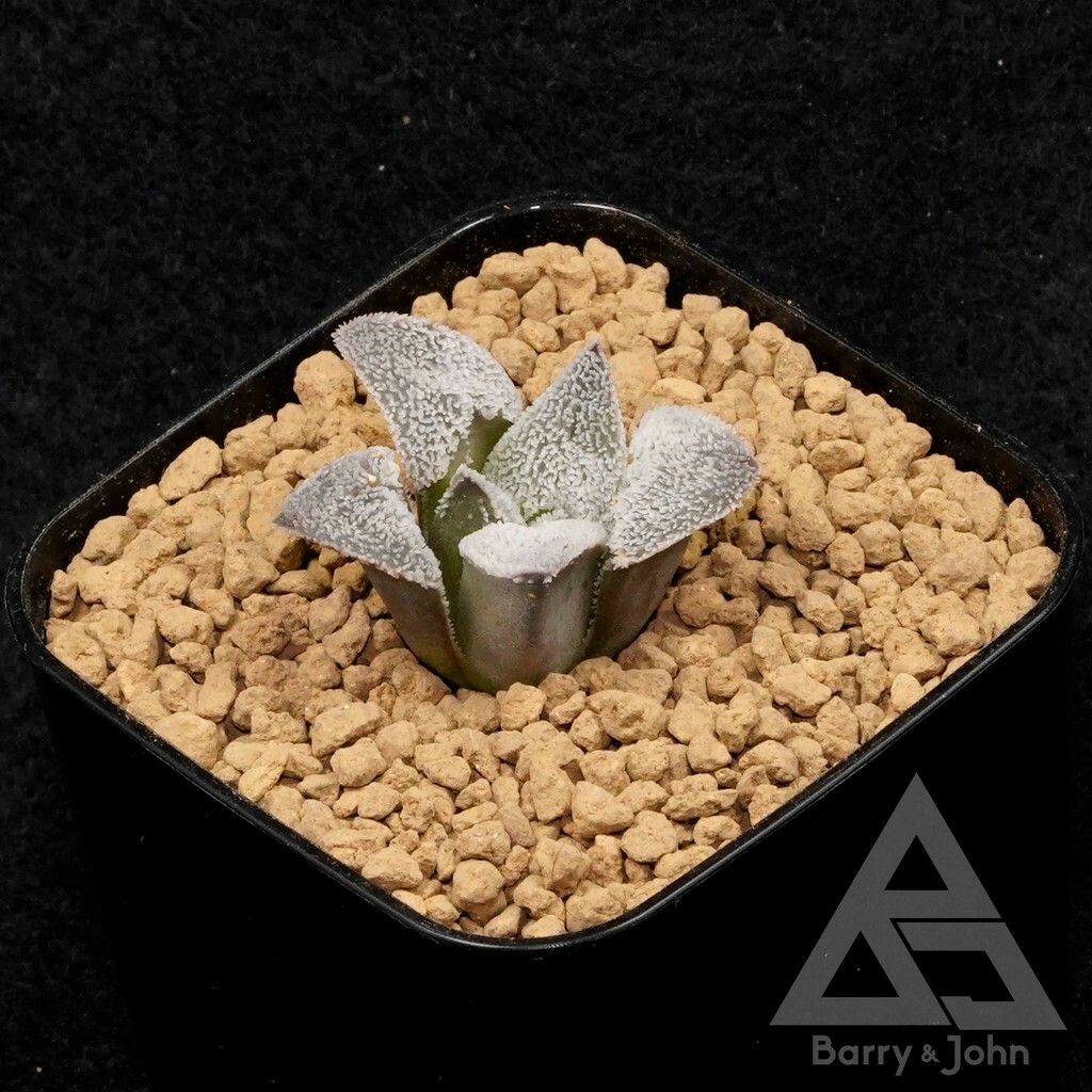 ｜上條特白pygmaea實生｜Haworthia Pygmaea Hybrid｜