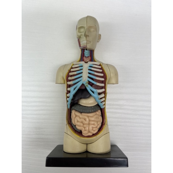 二手 4D Master 人體構造 半身模型 心血管 消化系統模型 肋骨損