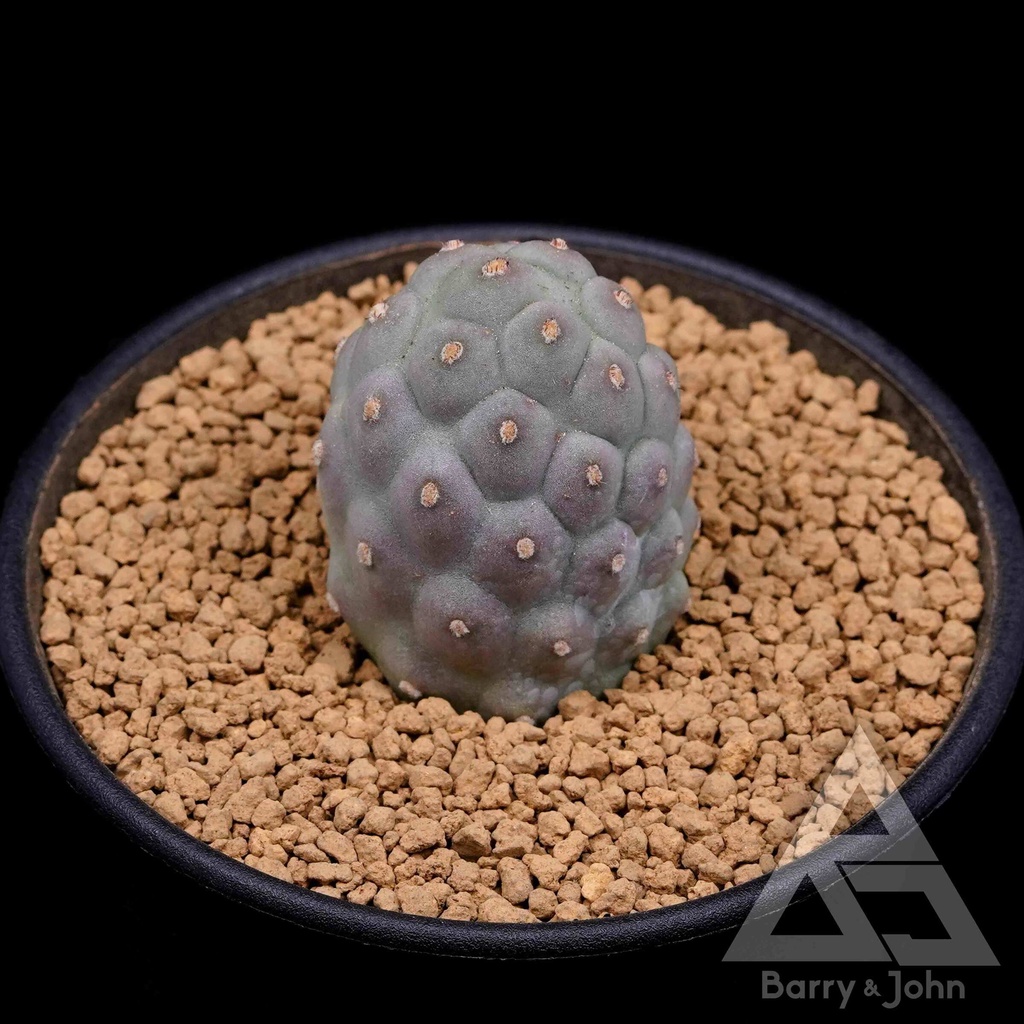 ｜習志野｜仙人掌｜Tephrocactus geometricus｜