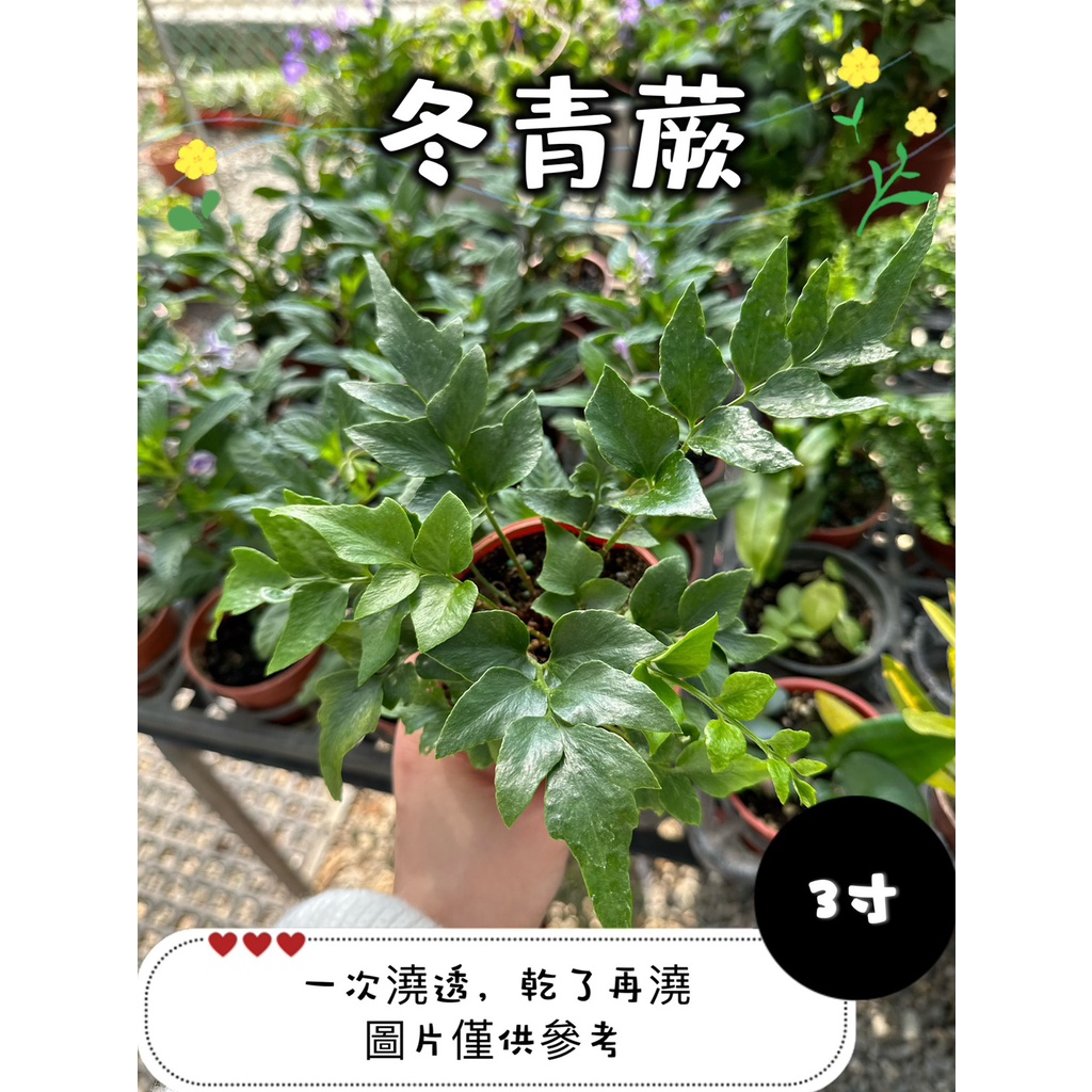🪴【植入你心❦】冬青蕨-觀葉植物-蕨類-3吋盆-定價60特價50