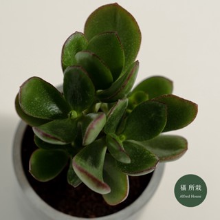 翡翠木(三寸)│Crassula ovata│福所栽│水泥盆器│陽臺植物│喜光植物│多肉植物│綠化植栽