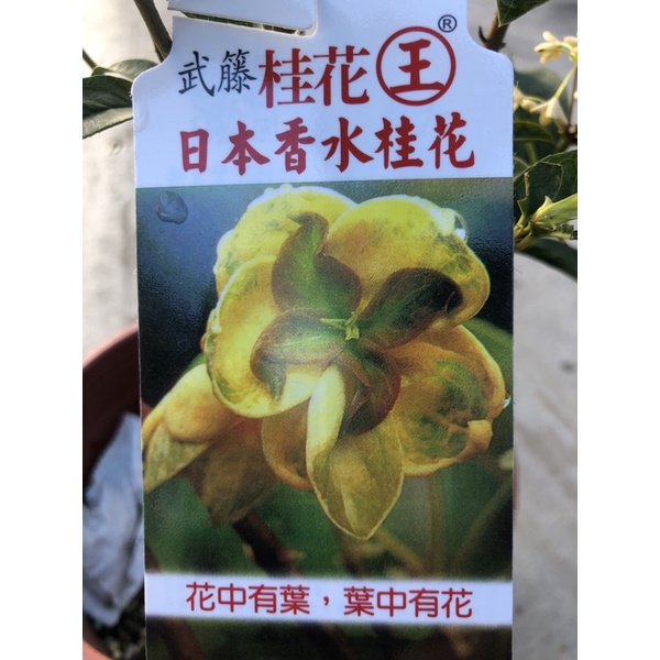 武藤 日本香水桂花 /6吋～多年生常綠小喬木花香植物