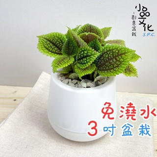 【小品文化】蝦蟆草【現貨】3吋雪胖免澆水盆栽 室內植物 辦公室盆栽 懶人盆栽 水培植物 水培盆栽 植栽