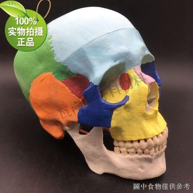 【星星骷髏元素商品】人體頭骨模型 1:1彩色頭顱骨模型骷髏頭模型可拆卸口腔模型 包郵