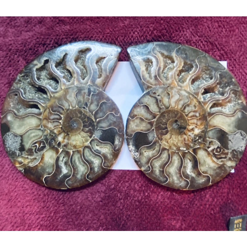 鸚鵡螺化石（菊石）/風水螺擺件