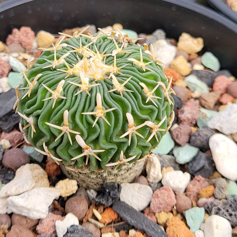 瘋肉植物園-多肉植物-太刀嵐-仙人掌(粗中刺)(實生)(稀有)