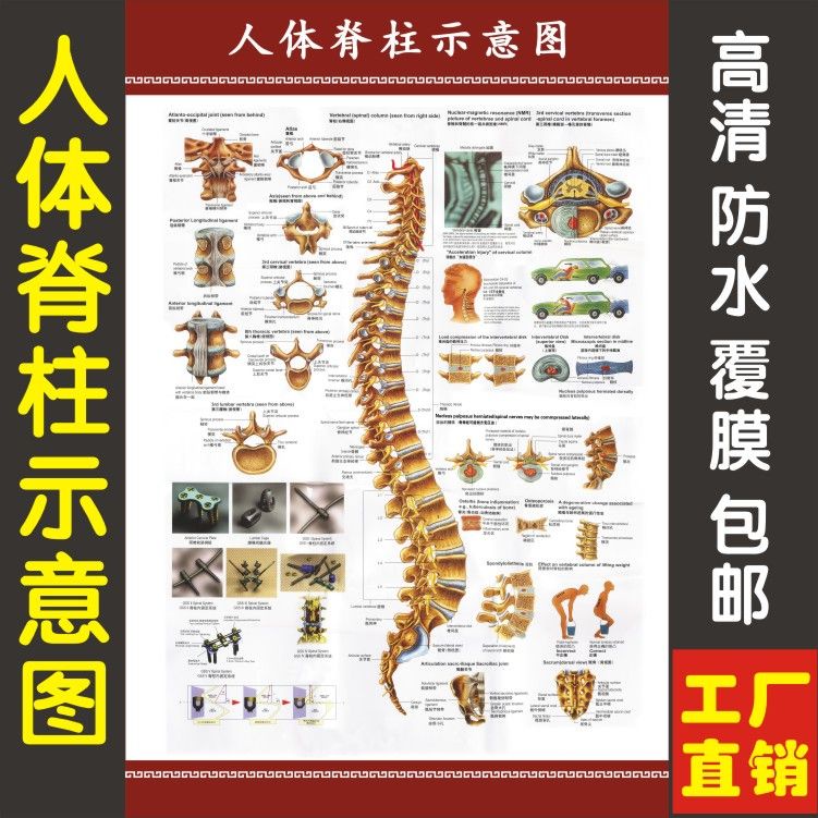 工廠直髮 人體穴位圖 新款 醫學骨科掛圖 人體脊柱掛圖 脊椎解剖圖 人體脊柱結構全貌圖貼畫