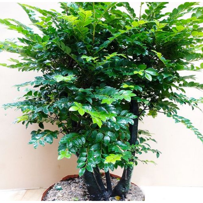 綠檀種子的價格推薦 23年2月 比價比個夠biggo