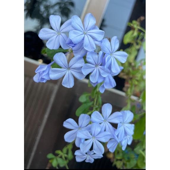 藍雪花-3吋-小苗盆栽