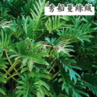 ｜綠植日記｜奧利多蔓綠絨/Philodendron xanadu/觀葉植物/6吋
