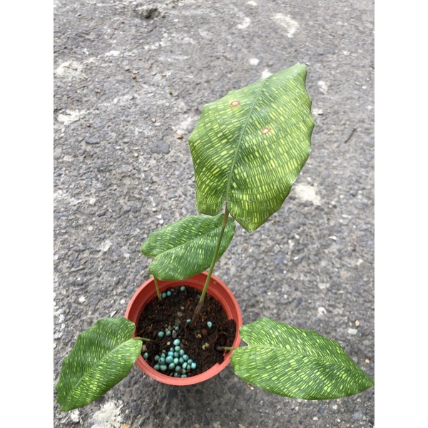 馬賽克 竹芋/3吋～熱帶雨林觀葉植物
