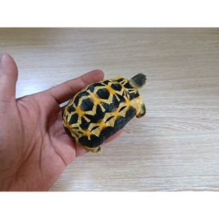 (MOLD-B67)1：1高模擬蛛網陸龜模型動物模型１#