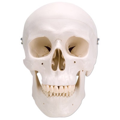 (MD-C50)促銷!高級進口經典頭顱模型,3部分人體進口頭顱模型頭顱骨模型A20