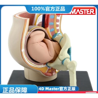 (MD-E13) 正版4D MASTER 益智拼裝玩具 人體妊娠懷孕器(可開發票)