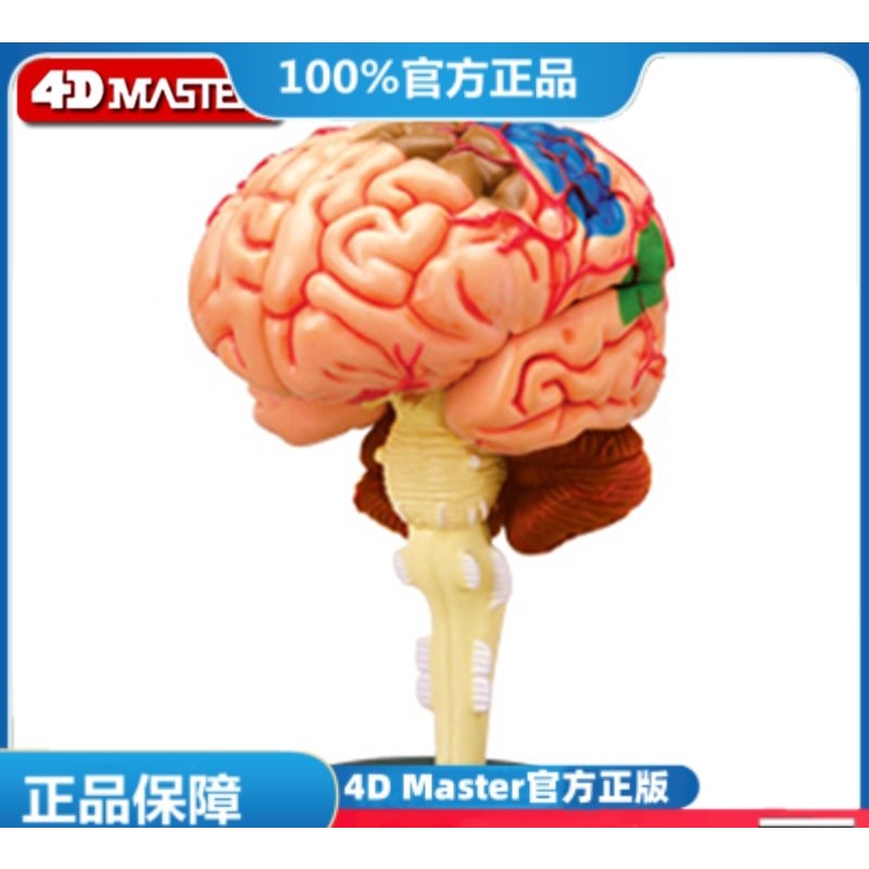(MD-E5) 正版 4D MASTER 益智拼裝玩具 人體大腦器官解(可開發票)