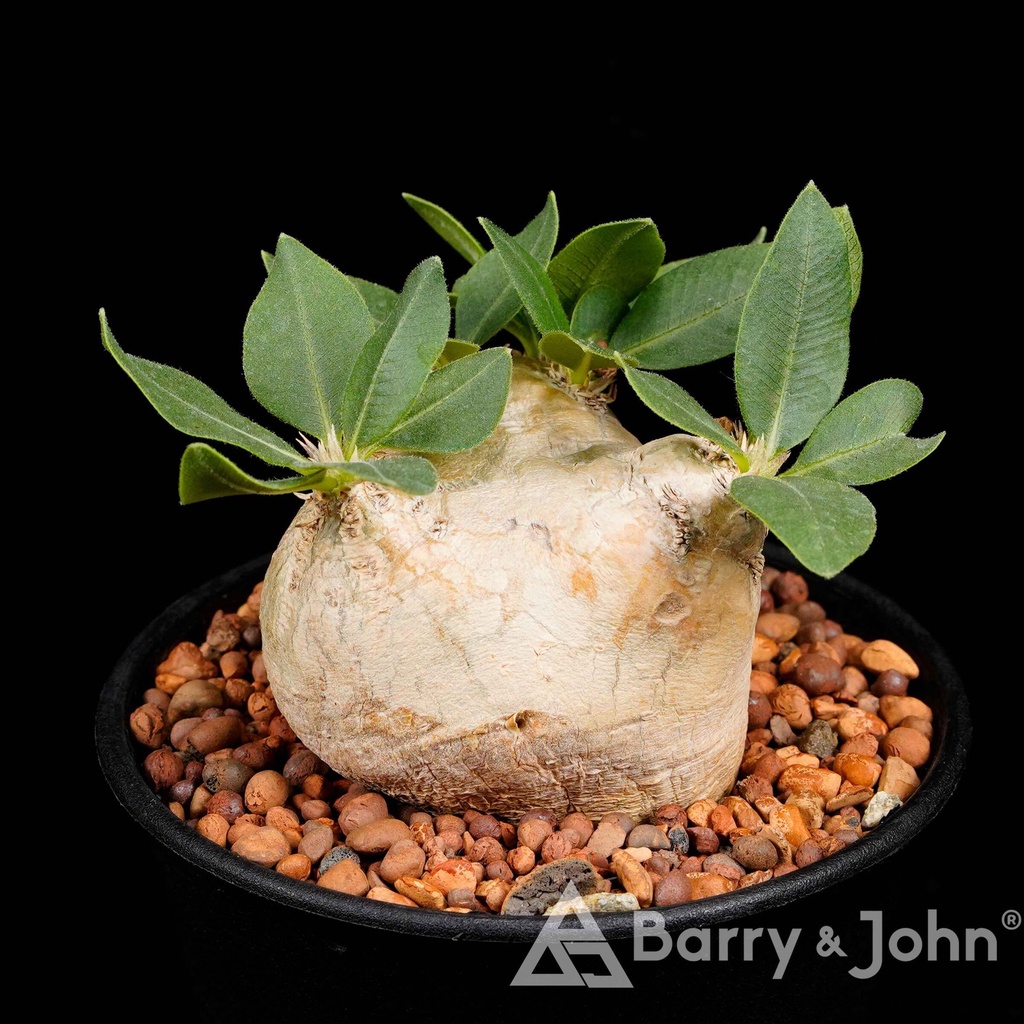 ｜白花惠比須笑｜塊根｜Pachypodium brevicaule subsp. leucoxanthum｜